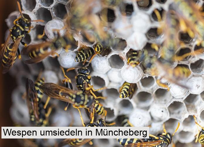 Wespen umsiedeln in Müncheberg